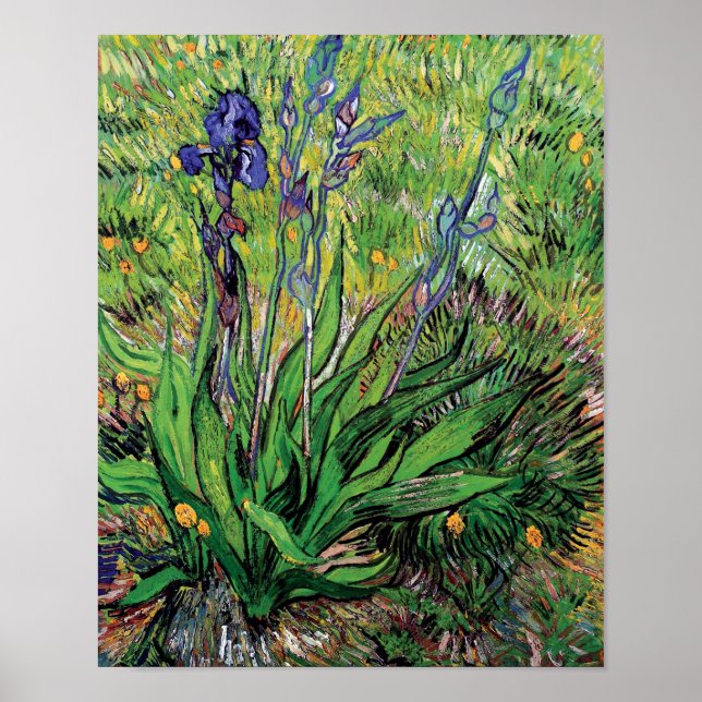 Affiche Vincent Van Gogh - L'Iris Amoureux de la Nature Be (Devant)