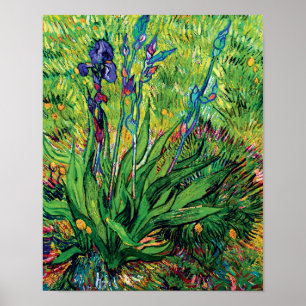 Affiche Vincent Van Gogh - L'Iris - Amoureux des Fleurs Po