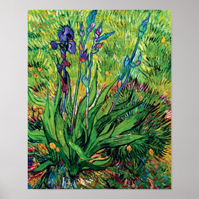Affiche Vincent Van Gogh - L'Iris - Amoureux des Fleurs Po (Devant)