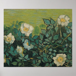 Affiche Vincent Van Gogh - roses sauvages Avril, Mai