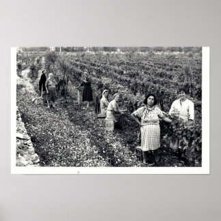 AFFICHE VINEYARD