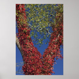Affiche Vins d'automne sur l'affiche des arbres