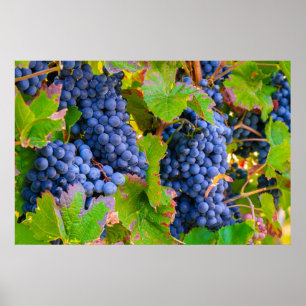 Affiche Vins de raisins noirs, Vignoble