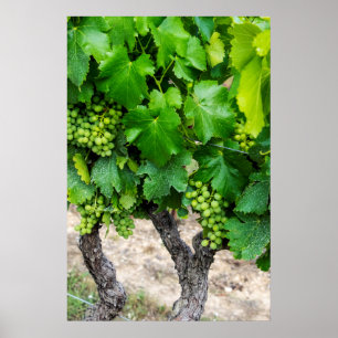 Affiche Vins en pleine croissance, France