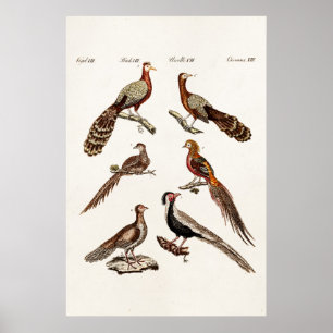 Affiche Vintage 1700s Pheasant Game Birds - Pheasant Bird