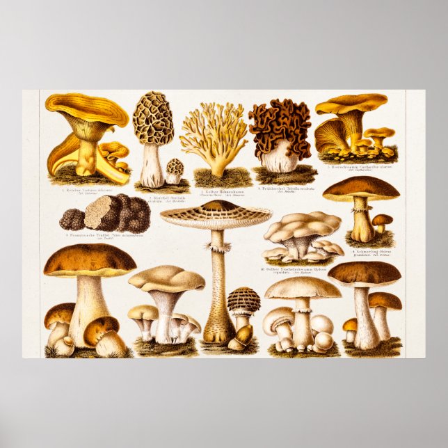 Affiche Vintage 1800 s Mushroom Variety (Devant)