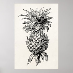 Affiche Vintage 1800s Pineapple Illustration Pineapples