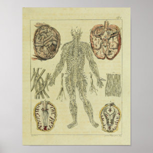 Affiche Vintage 1820 Nerves Cerveau Anatomie Art