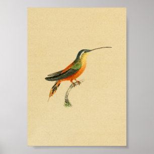 Affiche Vintage 1830 Hummingbird Imprimer orange jaune