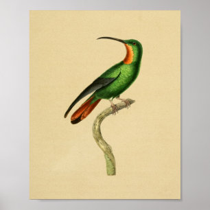 Affiche Vintage 1830 Hummingbird Imprimer rouge vert