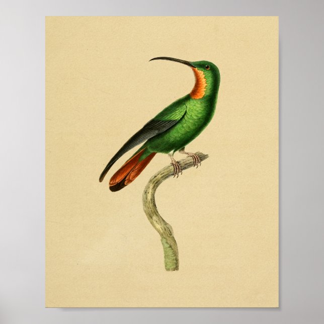 Affiche Vintage 1830 Hummingbird Imprimer rouge vert (Devant)