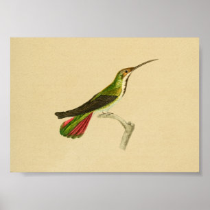 Affiche Vintage 1830 Hummingbird Imprimer rouge vert