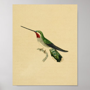 Affiche Vintage 1830 Hummingbird Imprimer rouge vert