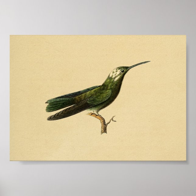 Affiche Vintage 1830 Hummingbird Print Green (Devant)