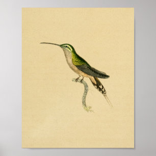 Affiche Vintage 1830 Hummingbird Print Green Black