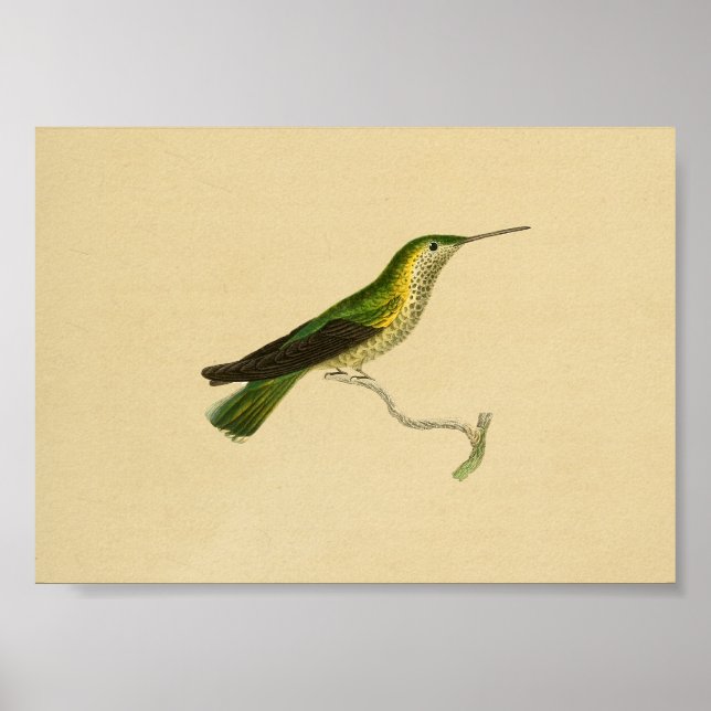 Affiche Vintage 1830 Hummingbird Print Jaune vert (Devant)