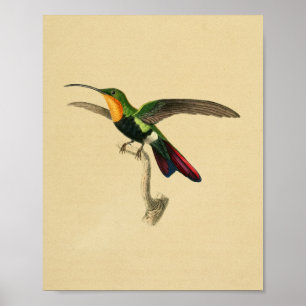 Affiche Vintage 1830 Hummingbird Print Red Black