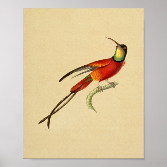 Affiche Vintage 1830 Hummingbird Print Red Green (Devant)
