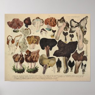 Affiche Vintage 1831 Champignons de la variété de champign