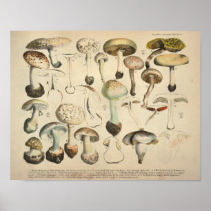 Affiche Vintage 1831 Variété de champignons Blanc Brown Im