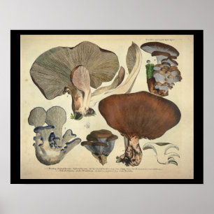 Affiche Vintage 1831 Variété de champignons Bleu Brown Imp