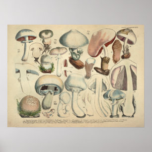 Affiche Vintage 1831 Variété de champignons Casquette blan