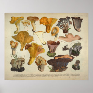 Affiche Vintage 1831 Variété de champignons Jaune Brown Im