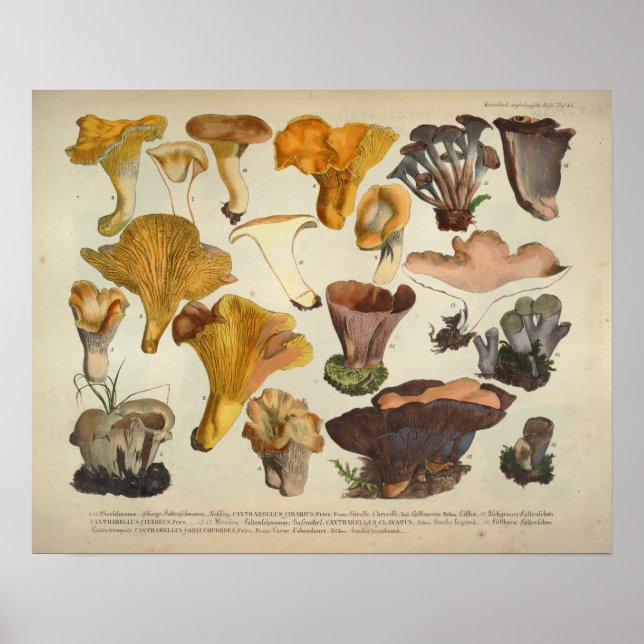 Affiche Vintage 1831 Variété de champignons Jaune Brown Im (Devant)