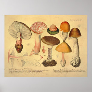 Affiche Vintage 1831 Variété de champignons Orange Jaune I