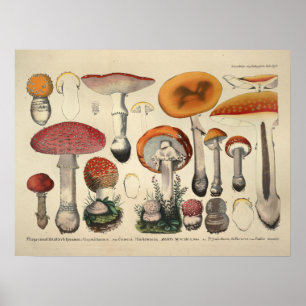 Affiche Vintage 1831 Variété de champignons Orange Purple 