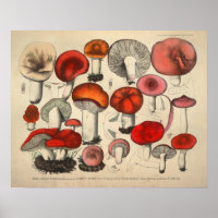 Vintage 1831 Variété de champignons Rouge Orange I