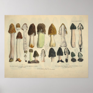 Affiche Vintage 1831 Variété de champignons Vert Brown Imp