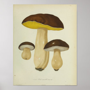 Affiche Vintage 1841 Champignons Brown Jaunes Art Imprimer