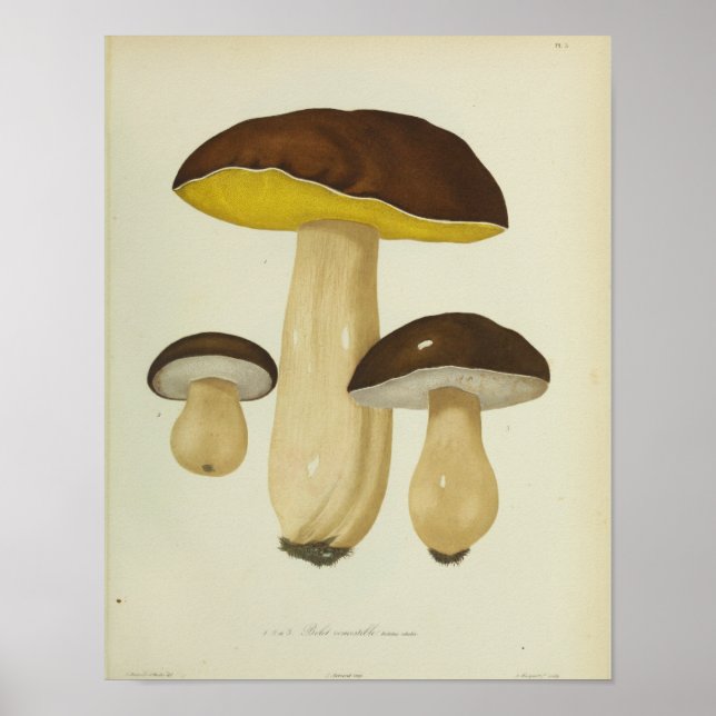 Affiche Vintage 1841 Champignons Brown Jaunes Art Imprimer (Devant)