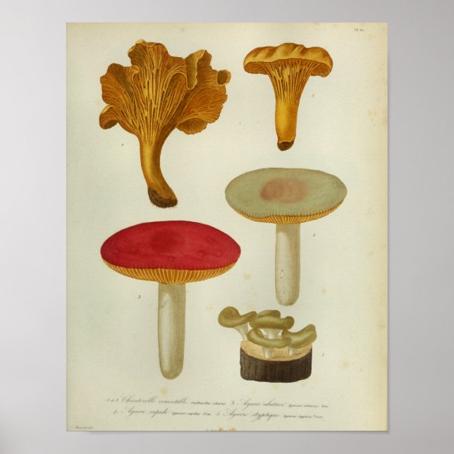 Affiche Vintage 1841 Champignons Brown jaunes rouges Art I (Devant)