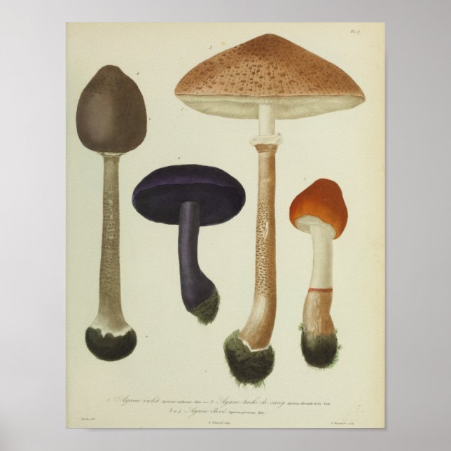 Affiche Vintage 1841 Champignons Brown violets Art Imprime (Devant)
