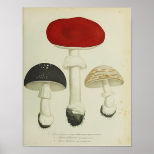 Affiche Vintage 1841 Champignons noirs rouges Imprimer