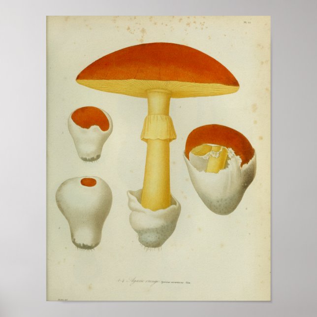 Affiche Vintage 1841 Champignons rouges jaunes Art Imprime (Devant)