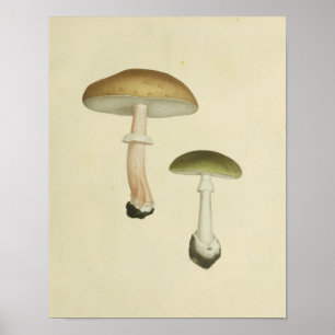 Affiche Vintage 1841 Champignons verts Brown Imprimer
