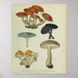 Affiche Vintage 1841 Champignons violets bleus jaunes Impr