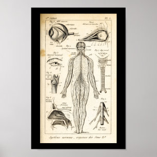 Affiche Vintage 1844 Nerves humaines Anatomie Imprimer