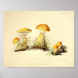 Affiche Vintage 1855 Champignons Jaune Casquette Art Impri