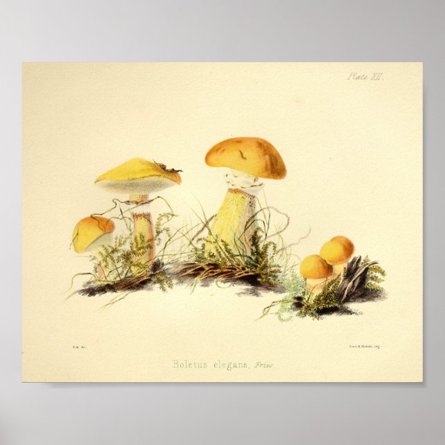 Affiche Vintage 1855 Champignons Jaune Casquette Art Impri (Devant)