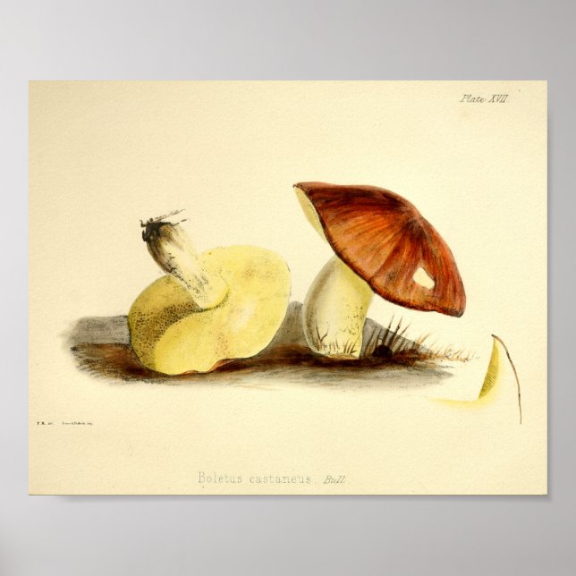 Affiche Vintage 1855 Mushrooms Brown Cap Art Print (Devant)