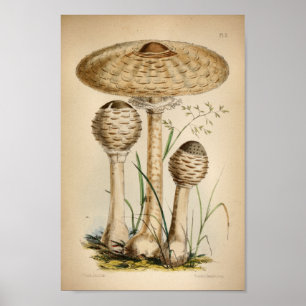 Affiche Vintage 1863 Champignons blancs communs Art Imprim