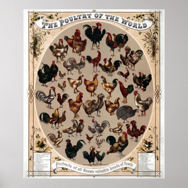 Affiche "Vintage~1868 Volaille du monde" (Devant)