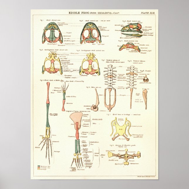 Affiche Vintage 1881 Biologie de la grenouille Anatomie Im (Devant)