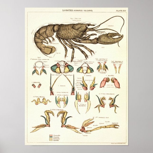 Affiche Vintage 1881 Biologie du homard Anatomie Imprimer (Devant)