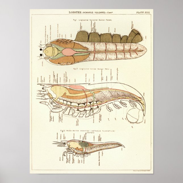 Affiche Vintage 1881 Biologie du homard Anatomie Imprimer (Devant)