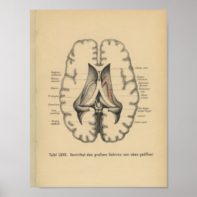 Affiche Vintage 1888 Allemand Anatomie Imprimer Cerveau (Devant)